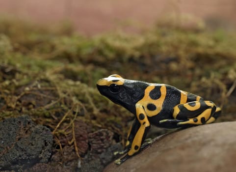 Poison dart frog