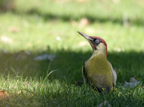 Green woodpecker