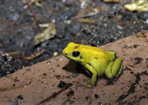 Poison dart frog II