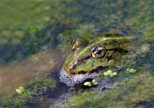 Water frog