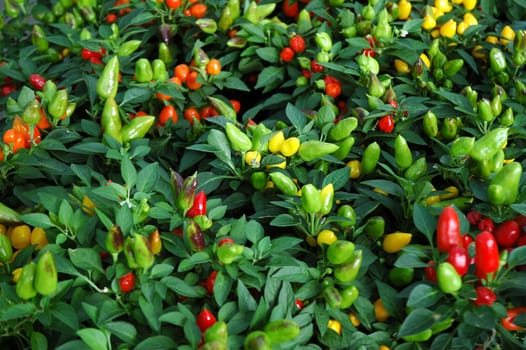 Peppers