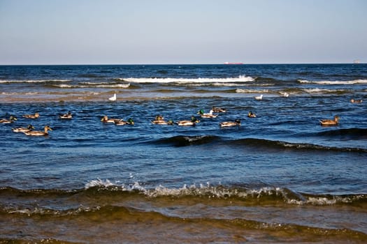 Ducks in the Baltic Sea