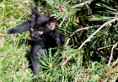 Play hide-and-seek