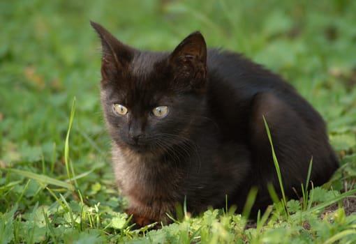 The little cat thought,if she doesn't move,then I don't see her! But puff cakes! This is not a domestic cat as described in the search terms,but these were wild cats in a garden!