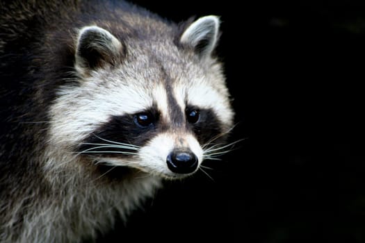 Raccoon