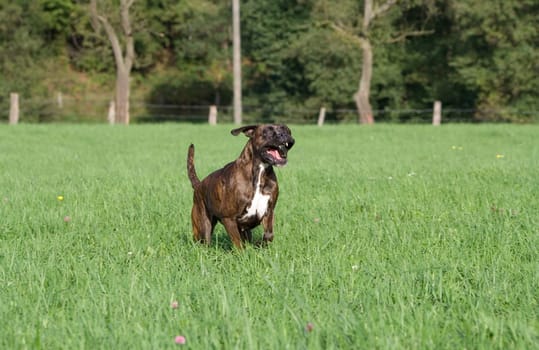 Purebred boxer running across a meadow