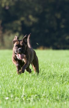 Purebred boxer running across a meadow