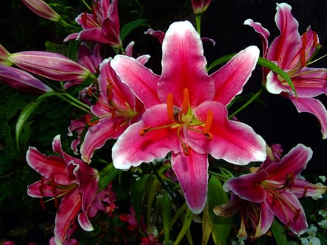 Lilies