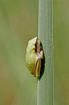Hyla meridionalis,Mediterranean tree frog