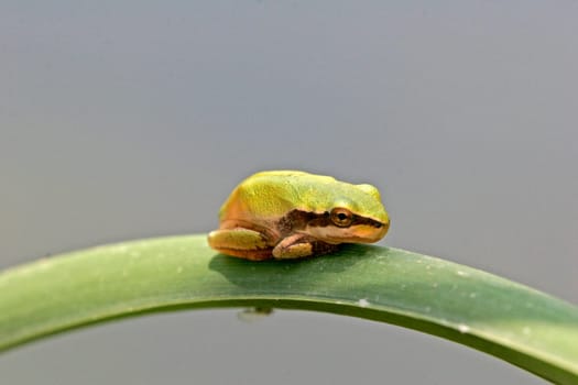 Hyla meridionalis,Mediterranean tree frog