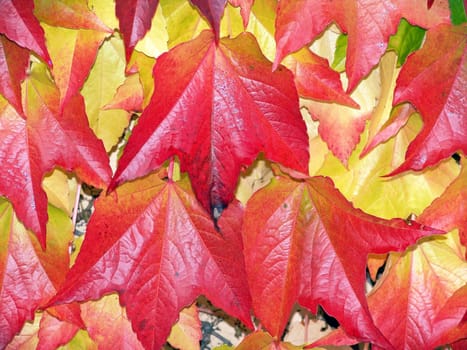 Vine foliage