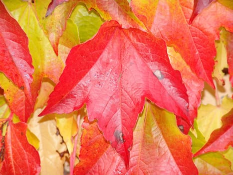 Grape leaves