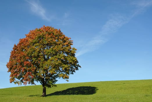 Tree in autumn
