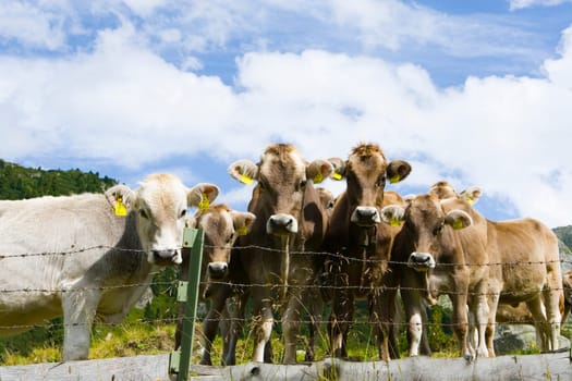 Dairy Cow Crew