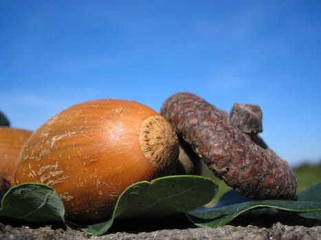 Acorns