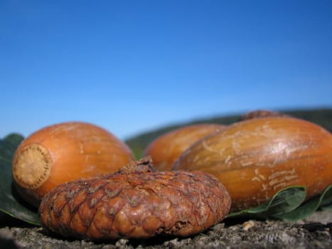 Acorn caps