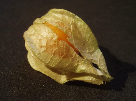 tender physalis