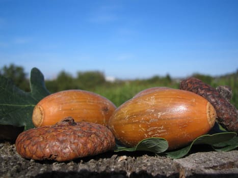 Acorns in front of a blue sky