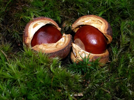 RIPE FRUIT