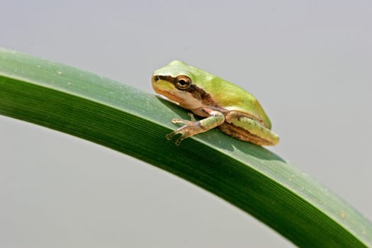 Hyla meridionalis,Mediterranean tree frog