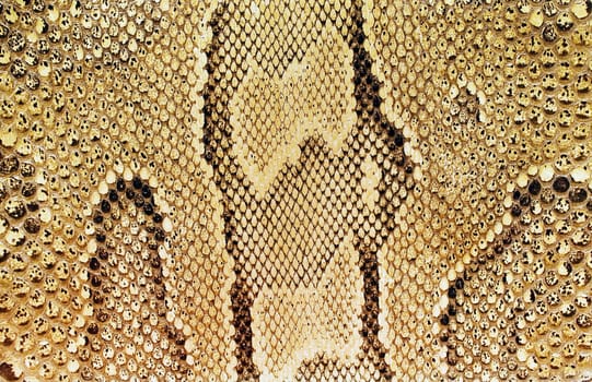 Snakeskin