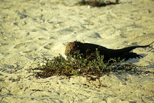 Galápagos land iguana