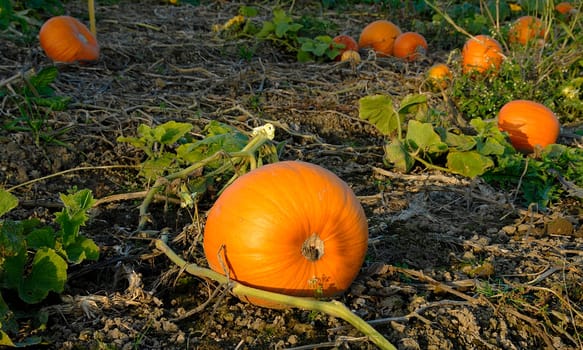 Pumpkin field