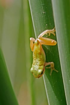 Mediterranean Tree Frog,Hyla meridionalis