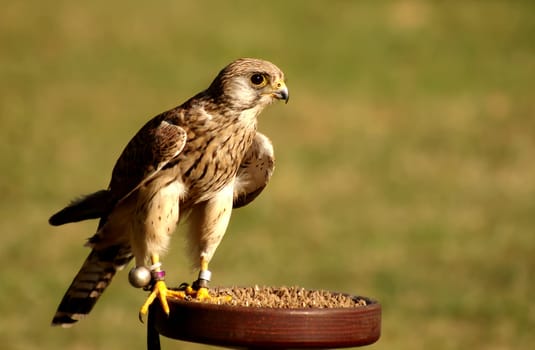 Bird of the Year 2007