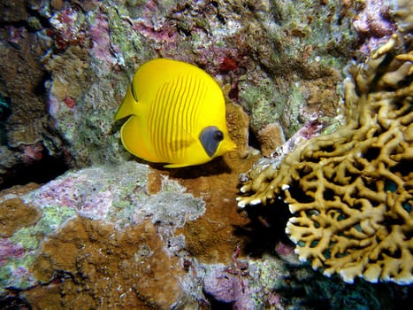 MASKED BUTTERFLYFISH IN THE REEF