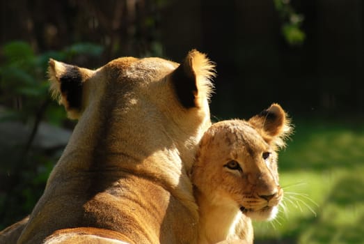 Even with the animal children there must be a cuddling hour.....!