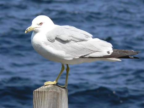 Seagull on stilt