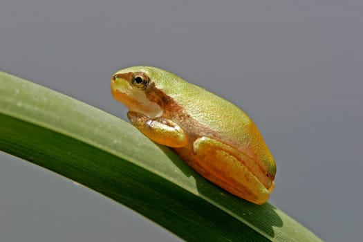 Mediterranean Tree Frog,Hyla meridionalis