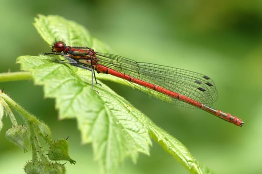 Adonis dragonfly