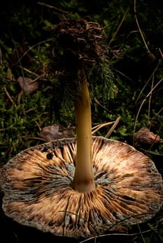 Mold fungus
