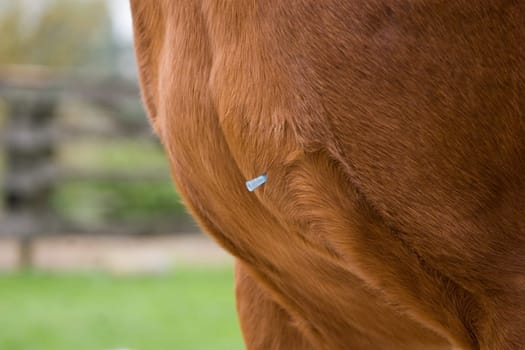 Goliath gets its annual influenza vaccination. Flu protection for horses