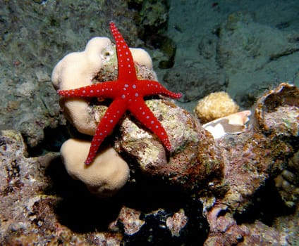 This beautiful starfish feeds on algae. Taken in the Red Sea at a depth of about 10 meters.