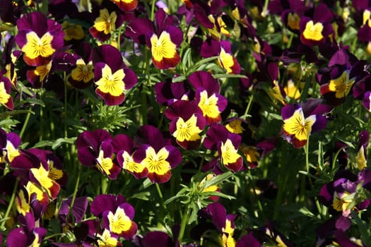 Horned pansy