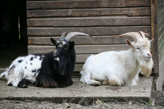 Two billy goats in front of a stable