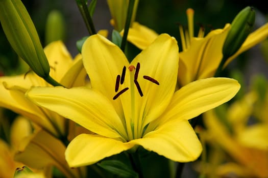 Lily