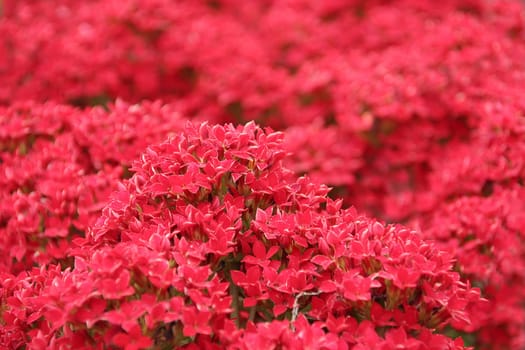 Kalanchoe red