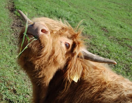 Thanks for the grass