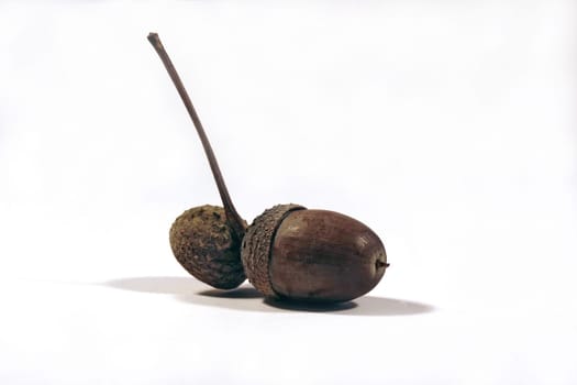 Acorn