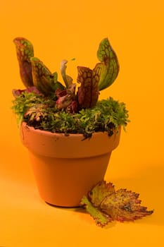 Saracenia Purpurea and Sundew