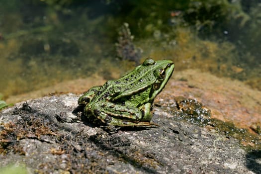 Grasfrosch, Rana temporaria
