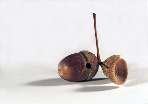 Acorn II
