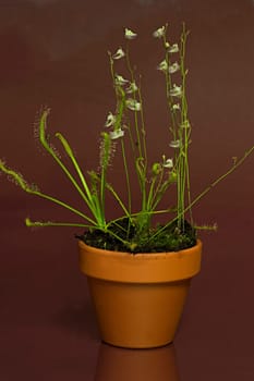 Sundew and water hose