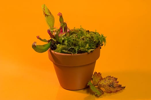 Saracenia Purpurea and Sundew