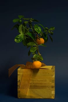 Citrus tree (Calamondin)