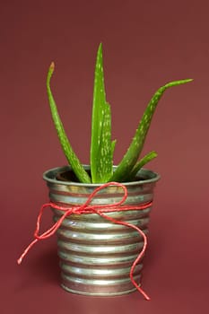 Aloe vera